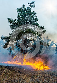 Young pine in flames of fire. Forest fire. Appropriate to visualize wildfires or prescribed burning