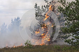 Young pine in flames of fire