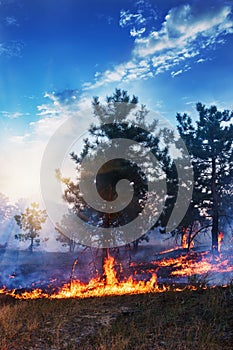 Young pine in flames of fire. Forest fire.