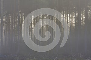 Young pine forest in the morning mist