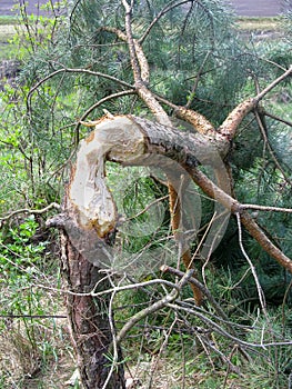 Young pine, gnawed and felled with beaver