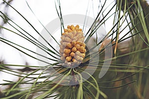 Young pine male cones of Pitsunda pine Pinus brutia pityusa