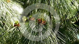 Young pine male cones in sunny springtime day with green needles