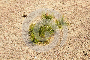 Young pine planted