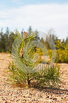 Young pine planted