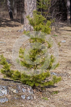 Young pine. Small lonely pine tree. Evergreen tree