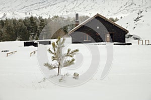 Young pine in snow capped Galvarina Plateau, on backgrounf blurred refuge photo