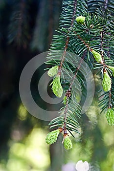 Young pine sprouts