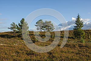 Young pine and spruce growing on the slope of a hill covered with heather