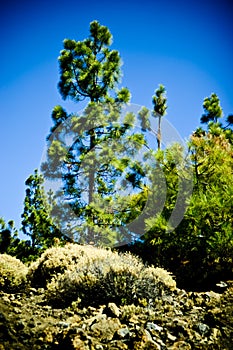 Young pine tree