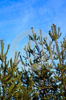 Young pine tree against blue sky in a forest