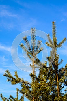 Young pine tree against blue sky in a forest