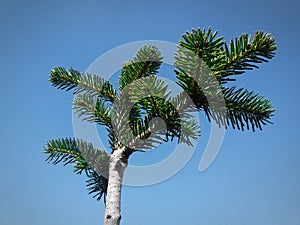Young pine tree  against clear blue sky