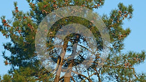 Young Pine Tree Branch In Forest. Evergreen Coniferous Tree Branch. Tilt up.