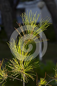 Young pine tree in dawn lighting