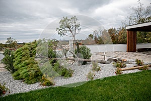 Young pine tree fallen