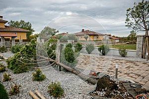 Young pine tree fallen