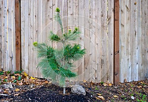 Young pine tree freshly planted in front of a new wooden fence