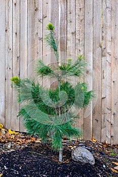 Young pine tree freshly planted in front of a new wooden fence