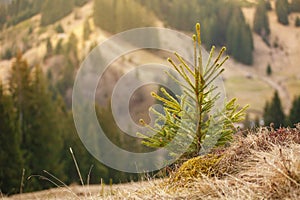 Young pine tree