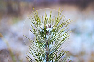 Young pine tree