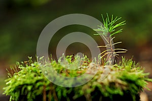 Young pine tree growing on stump in forest