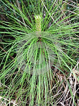 Young Pine Tree Growing in Woods in South Daytona, Florida.