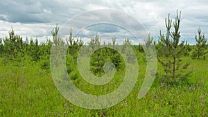 Young pine tree in a meadow