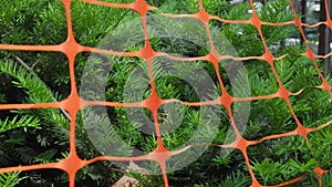 Young pine tree needles, enveloped in orange construction netting.