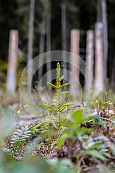 Young pine tree planted or reforested in the forest photo
