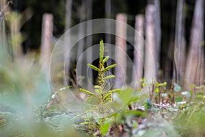 Young pine tree planted or reforested in the forest photo