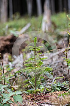 Young pine tree planted or reforested in the forest photo