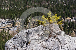 Young Pine Tree on a Rock on Gosausee Vorderer lake