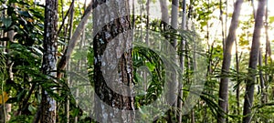 young pine tree trunks in the forest