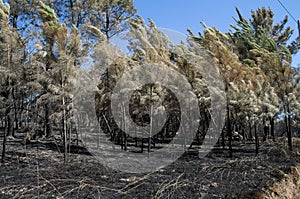 Young pine trees burnt and bend by a firestorm - Pedrogao Grande
