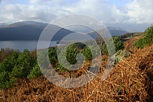 Young pine trees planted in Loch Lomond and the Trossachs National Park from Craigiefort, Stirlingshire, Scotland, UK