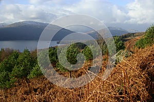 Young pine trees planted in Loch Lomond and the Trossachs National Park from Craigiefort, Stirlingshire, Scotland, UK photo