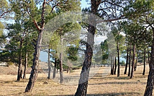 Young pine wood foresrt in the Caucasus