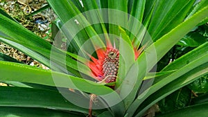 Young pineapple or Ananas comosus fruit on the tree.