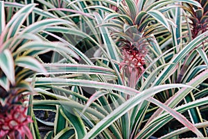 Young pineapple. Ananas Comosus Variegatus. Variegated Pineapple. Pink Dwarf Pineapple