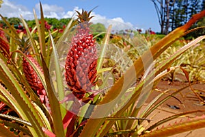 Young Pineapple at the Dole Plantation