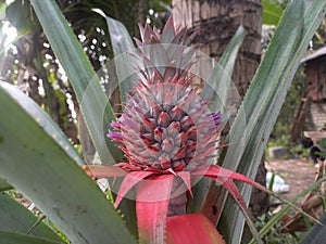 young pineapple fruit on the tree