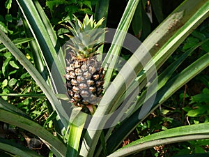 Young pineapple fruit on tree plant with natural green background