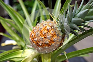 Young pineapple growing on bush