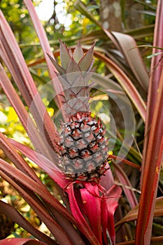 Young pineapple growing in Cambodia