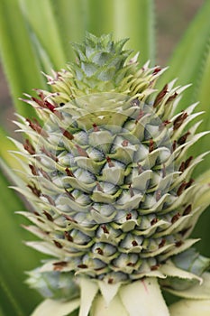 Young Pineapple Plant