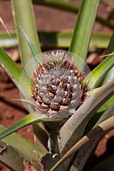 Young Pineapple Plant