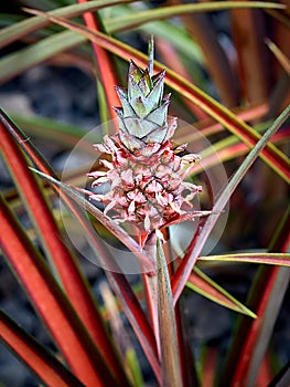 Young Pineapple Plant close-up