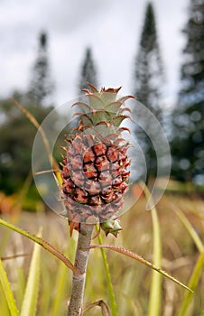 Young Pineapple Plant.