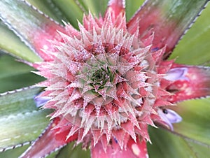 Young pineapple plants, the prospective fruit grows at the end of the stem between the thorny leaves